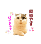 にゃーこの気まぐれ（個別スタンプ：7）