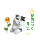 にゃーこの気まぐれ（個別スタンプ：8）