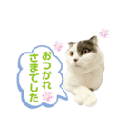 にゃーこの気まぐれ（個別スタンプ：9）