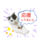 にゃーこの気まぐれ（個別スタンプ：10）