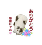 にゃーこの気まぐれ（個別スタンプ：13）