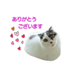 にゃーこの気まぐれ（個別スタンプ：14）