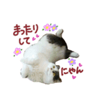 にゃーこの気まぐれ（個別スタンプ：15）