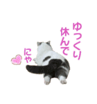 にゃーこの気まぐれ（個別スタンプ：16）