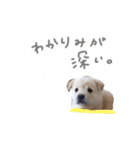 *ココちゃん*（個別スタンプ：2）