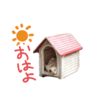 *ココちゃん*（個別スタンプ：10）