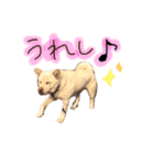 *ココちゃん*（個別スタンプ：11）