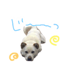 *ココちゃん*（個別スタンプ：12）