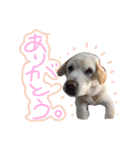 *ココちゃん*（個別スタンプ：13）