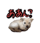 *ココちゃん*（個別スタンプ：15）