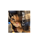 愛ねこレノンくんスタンプ（個別スタンプ：1）