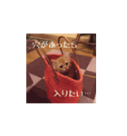 愛ねこレノンくんスタンプ（個別スタンプ：2）