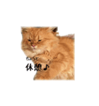 愛ねこレノンくんスタンプ（個別スタンプ：4）