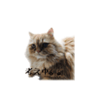 愛ねこレノンくんスタンプ（個別スタンプ：5）