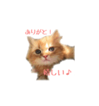 愛ねこレノンくんスタンプ（個別スタンプ：8）