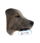 Todos los días（個別スタンプ：16）