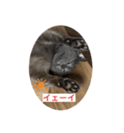 U氏宅のペットたち（個別スタンプ：3）