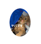 U氏宅のペットたち（個別スタンプ：10）