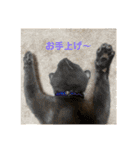 U氏宅のペットたち（個別スタンプ：11）
