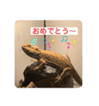 U氏宅のペットたち（個別スタンプ：12）