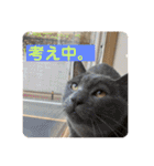 U氏宅のペットたち（個別スタンプ：15）