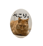 U氏宅のペットたち（個別スタンプ：16）