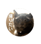 U氏宅のペットたち（個別スタンプ：24）