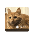 U氏宅のペットたち（個別スタンプ：31）