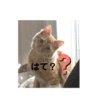 U氏宅のペットたち（個別スタンプ：36）