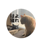 U氏宅のペットたち（個別スタンプ：40）