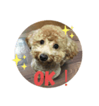 チャチャコちゃん（個別スタンプ：1）