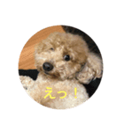 チャチャコちゃん（個別スタンプ：2）