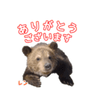 のぼりべつクマ牧場 公式スタンプ第2弾（個別スタンプ：1）