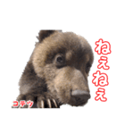 のぼりべつクマ牧場 公式スタンプ第2弾（個別スタンプ：3）