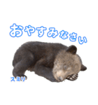 のぼりべつクマ牧場 公式スタンプ第2弾（個別スタンプ：7）