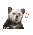 のぼりべつクマ牧場 公式スタンプ第2弾（個別スタンプ：10）