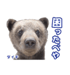 のぼりべつクマ牧場 公式スタンプ第2弾（個別スタンプ：12）