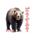 のぼりべつクマ牧場 公式スタンプ第2弾（個別スタンプ：15）