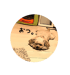 小太郎ピノスタンプ（個別スタンプ：1）