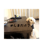 小太郎ピノスタンプ（個別スタンプ：4）