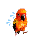 コガネメキシコインコ ぺこ（個別スタンプ：2）