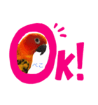 コガネメキシコインコ ぺこ（個別スタンプ：3）