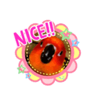コガネメキシコインコ ぺこ（個別スタンプ：4）
