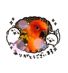 コガネメキシコインコ ぺこ（個別スタンプ：5）
