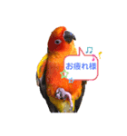 コガネメキシコインコ ぺこ（個別スタンプ：6）