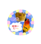 コガネメキシコインコ ぺこ（個別スタンプ：7）