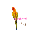 コガネメキシコインコ ぺこ（個別スタンプ：8）