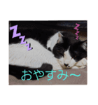 ぶち丸＆マールモ③挨拶編（個別スタンプ：1）