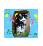 ぶち丸＆マールモ③挨拶編（個別スタンプ：6）