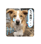 ボーダーコリー ソラくんの日常②（個別スタンプ：2）